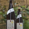 加茂錦 黄水仙