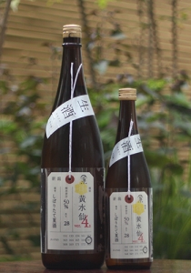 加茂錦 黄水仙